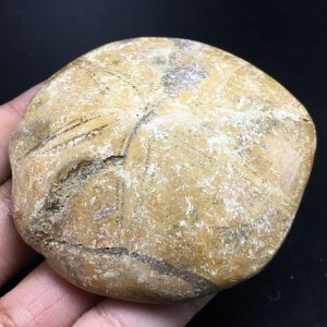 מאובן כוכב ים במשקל: 152 גרם